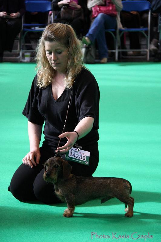 Crufts2011_2 803.jpg